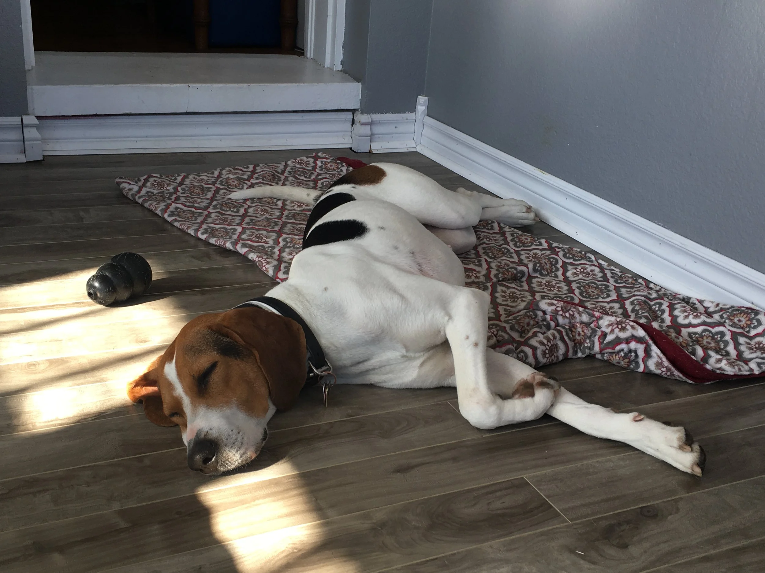 Almost half of Americans have dogs. Do they also need cars?