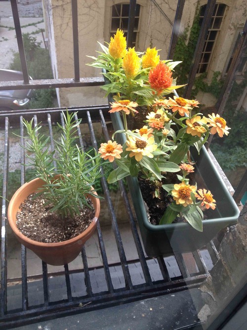 A snapshot of Rachel's balcony garden.