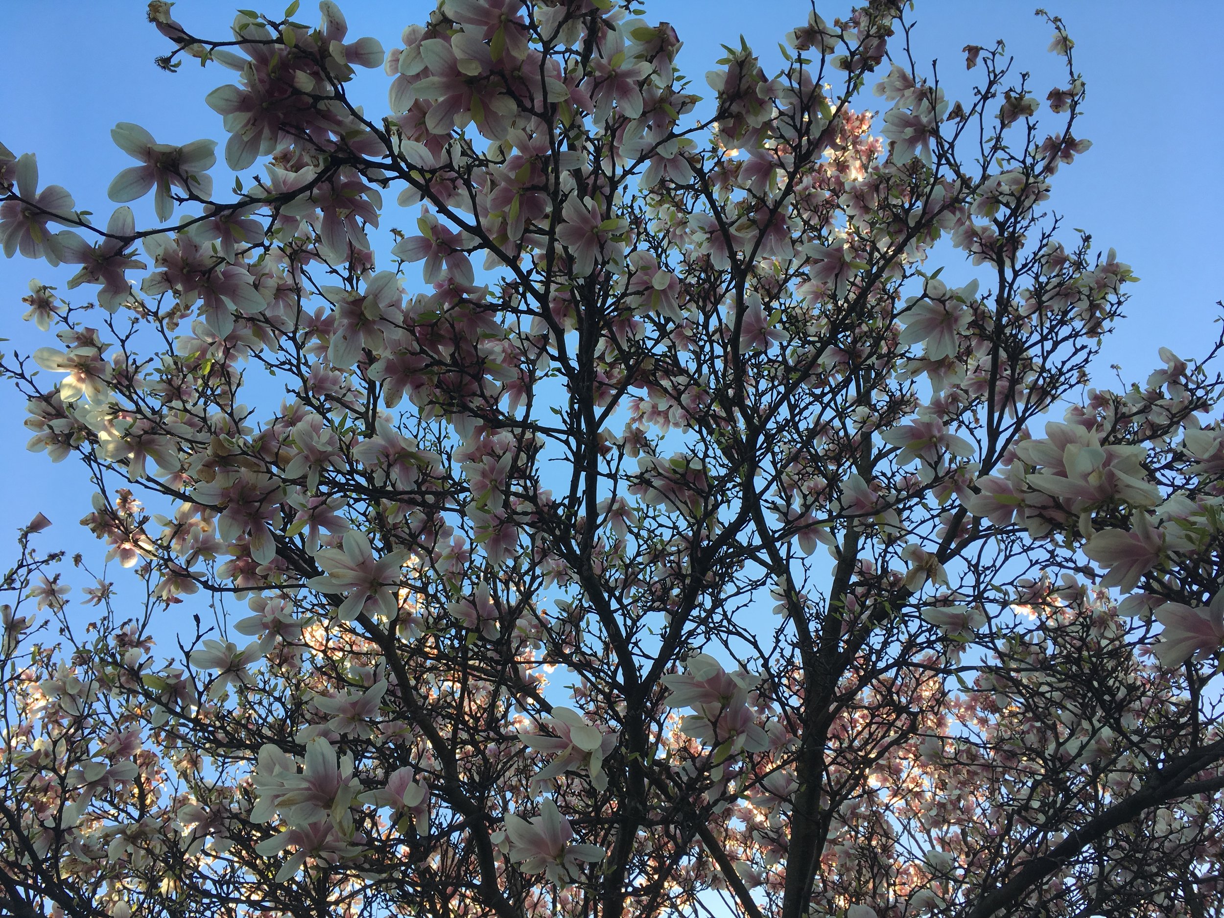 Magnolia doing more for my neighborhood than any paint or sculpture could.