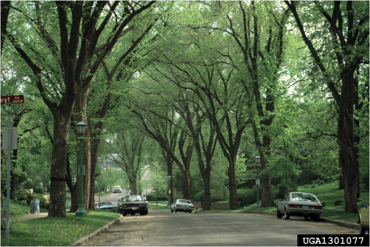 
Source: Joseph OBrien, USDA Forest Service, Bugwood.org
