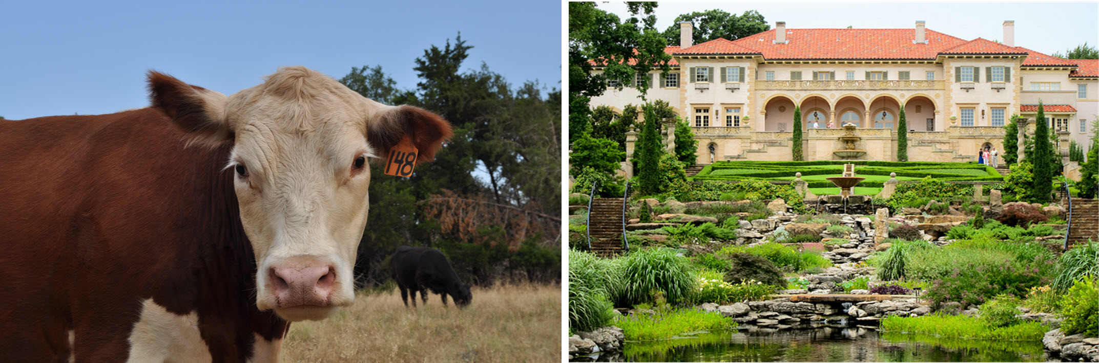 Which of the above best represents Oklahoma? Answer: Both. (Photo of cattle by Sarah Kobos and photo of Tulsa's Philbrook Museum of Art by Eric Wittman)
