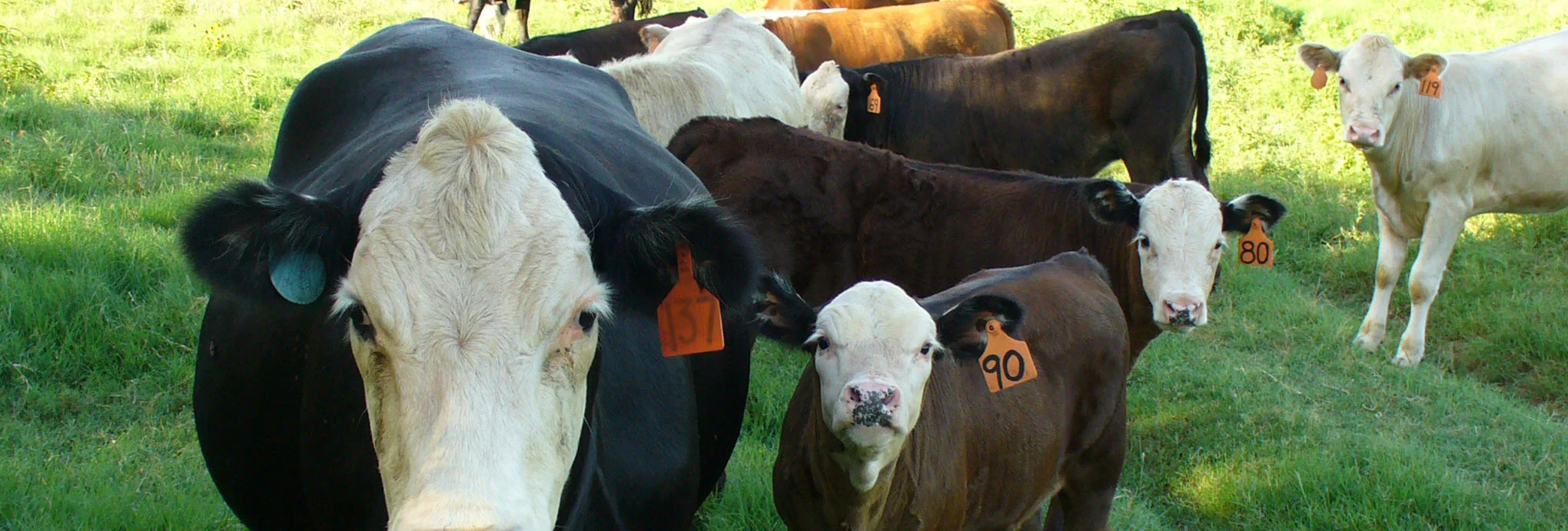 The Art of Being a Red State Liberal