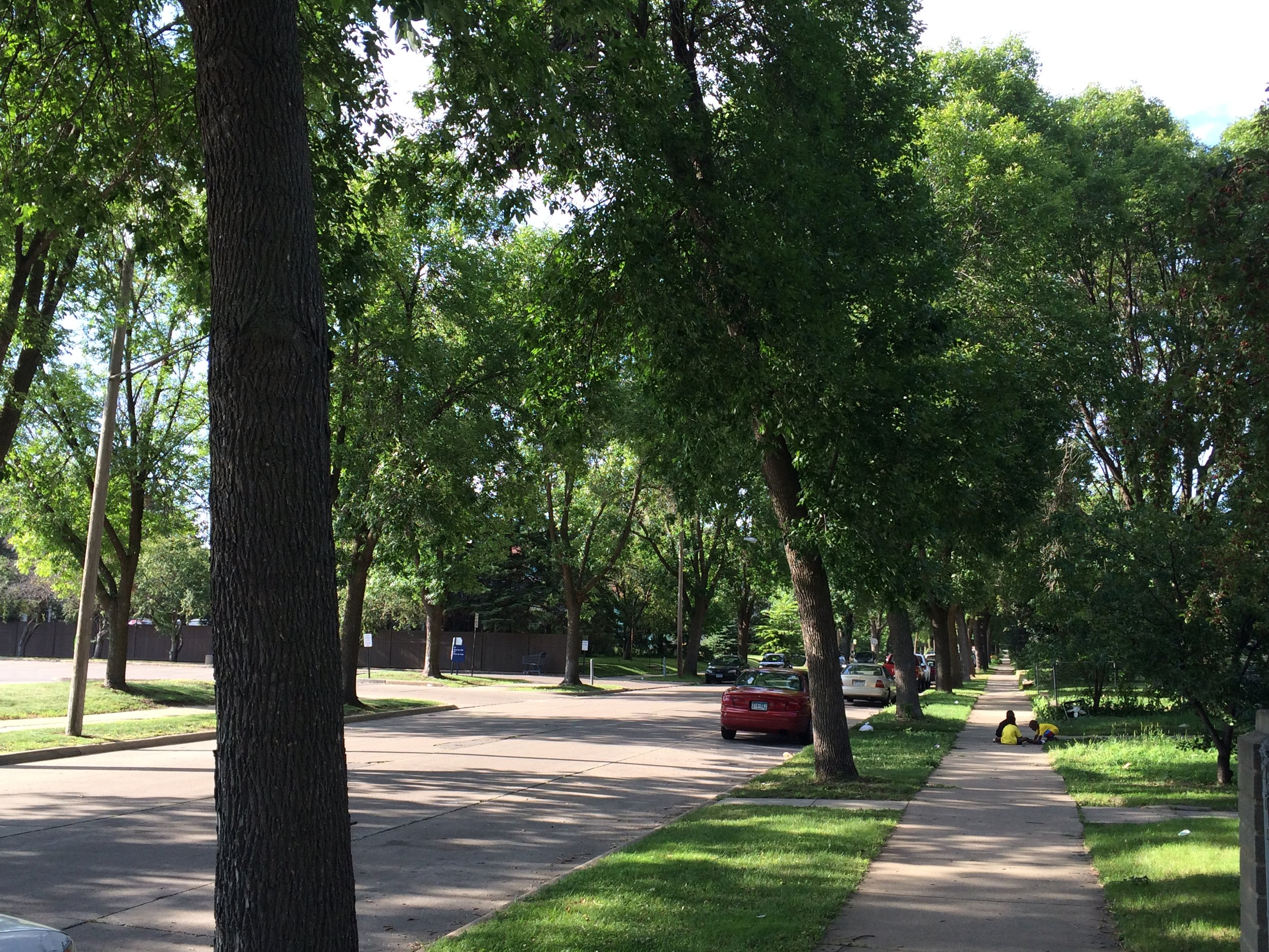 Tree-lined street in Minneapolis, MN. (Photo by Sarah Kobos)