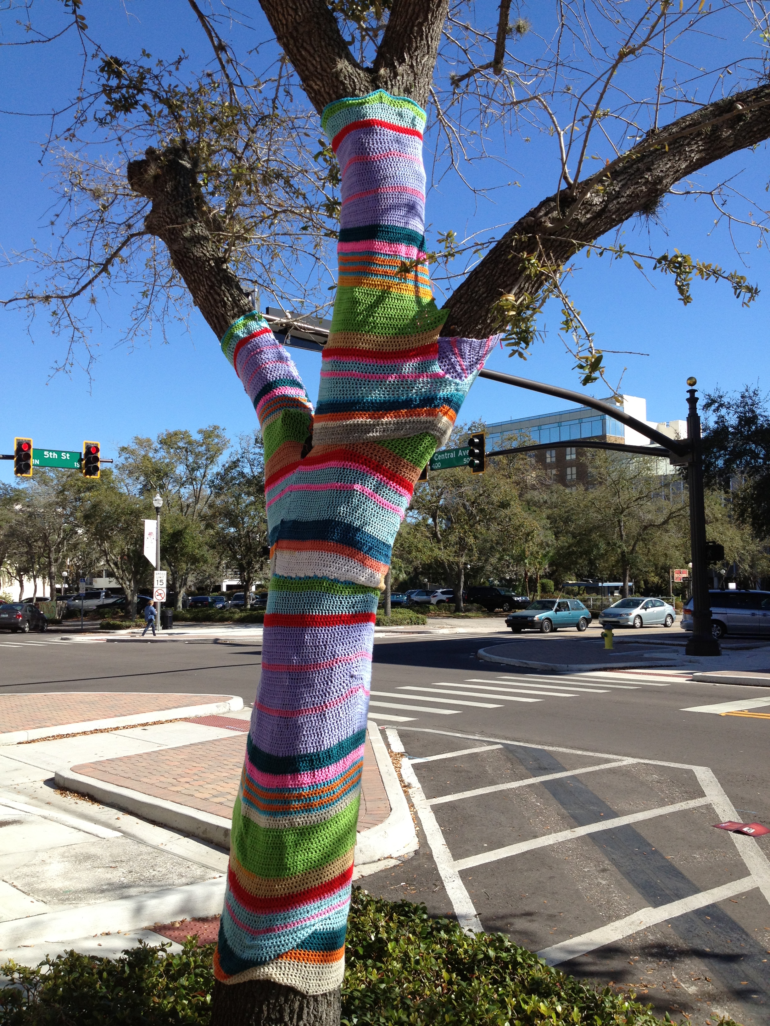 Street tree saying warm in St. Petersburg, FL (Photo by Sarah Kobos)