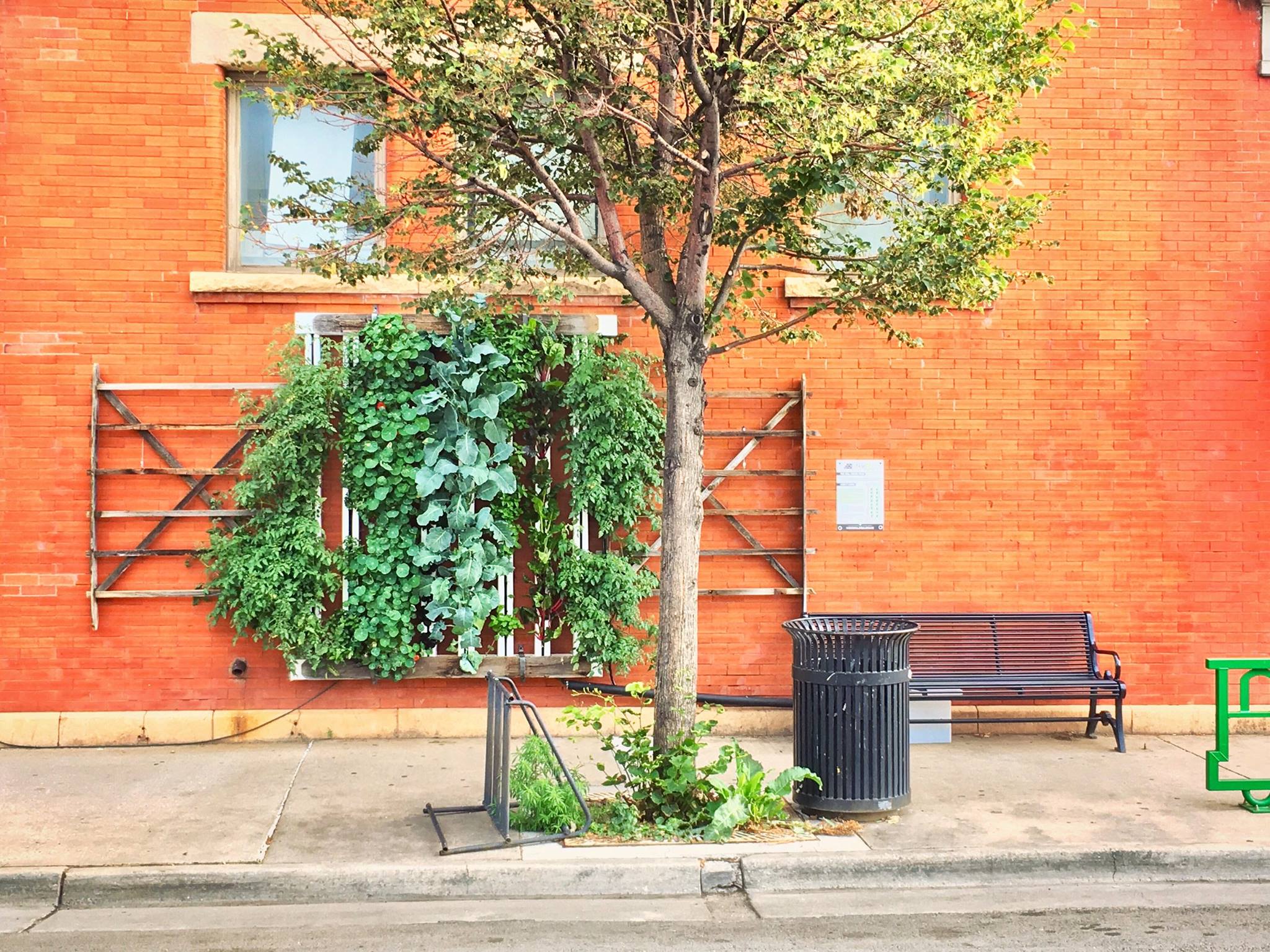 Downtown "farm walls" start conversation, grow food