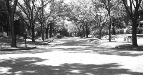 Tulsa street trees in 1950. (Source: Beryl Ford Collection)