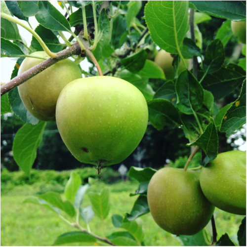 An apple tree in the Tisdale Food Forest