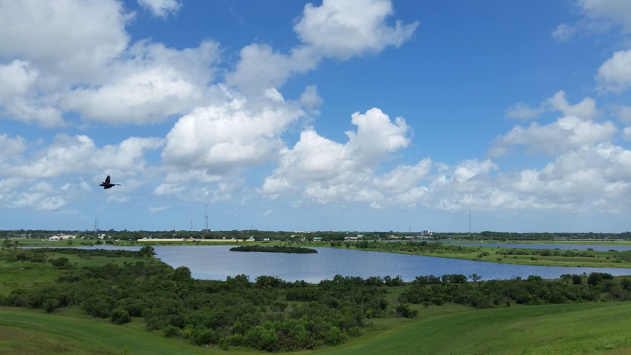 Bird in flight at the Celery Fields.