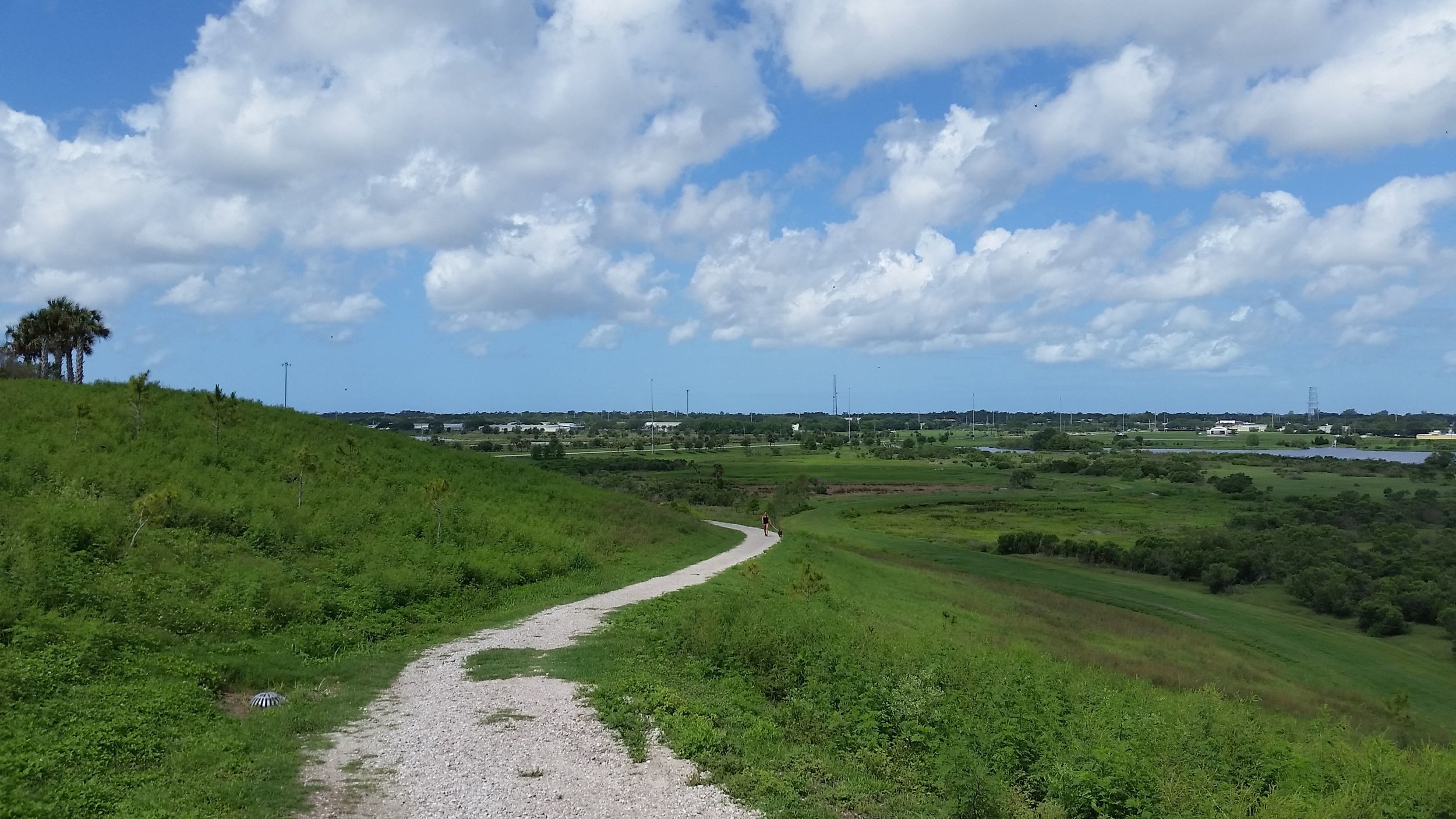 The Celery Fields