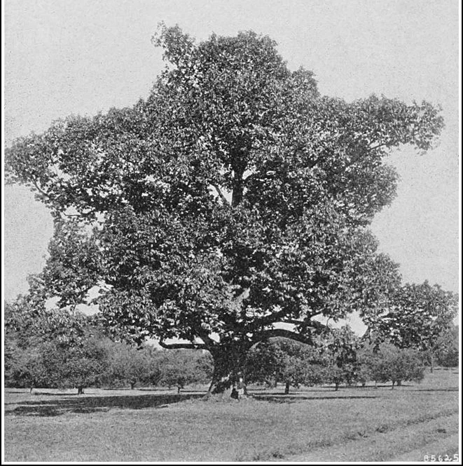 The American Chestnut in its former glory.
