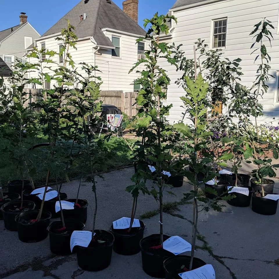 New street trees destined for Joseph’s neighborhood in South Bend, Indiana