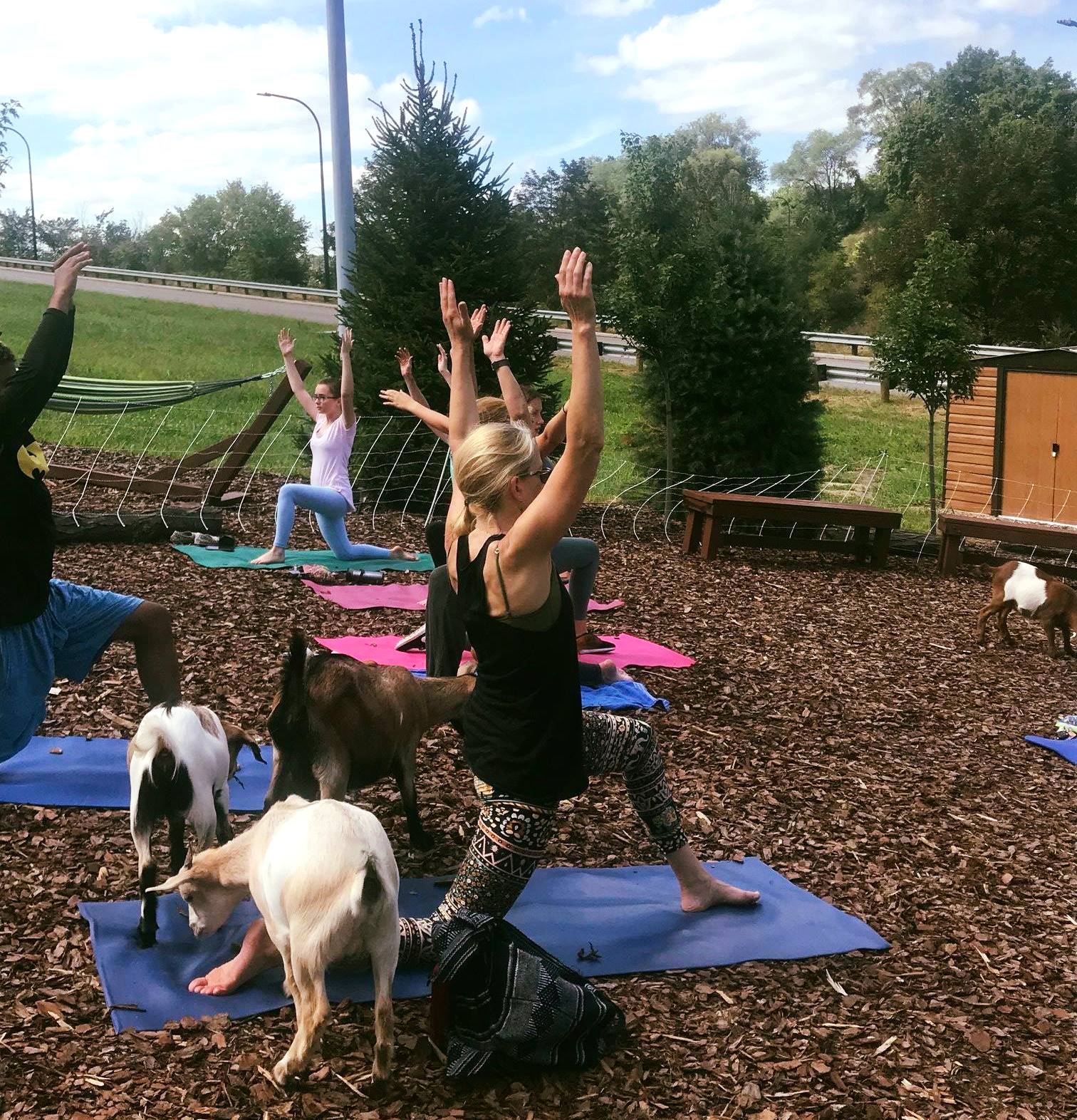 Goat yoga in the Innerbelt National Forest