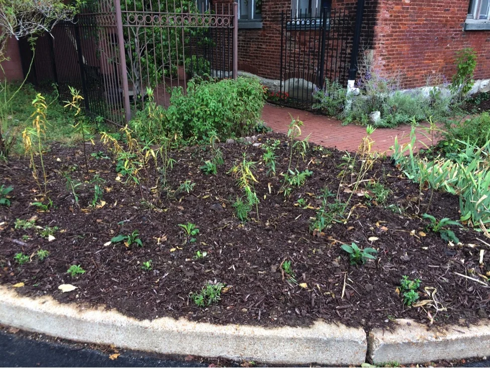 Newly planted butterfly garden at the St. Louis Quaker meeting house. Photo by Fawn Hoener