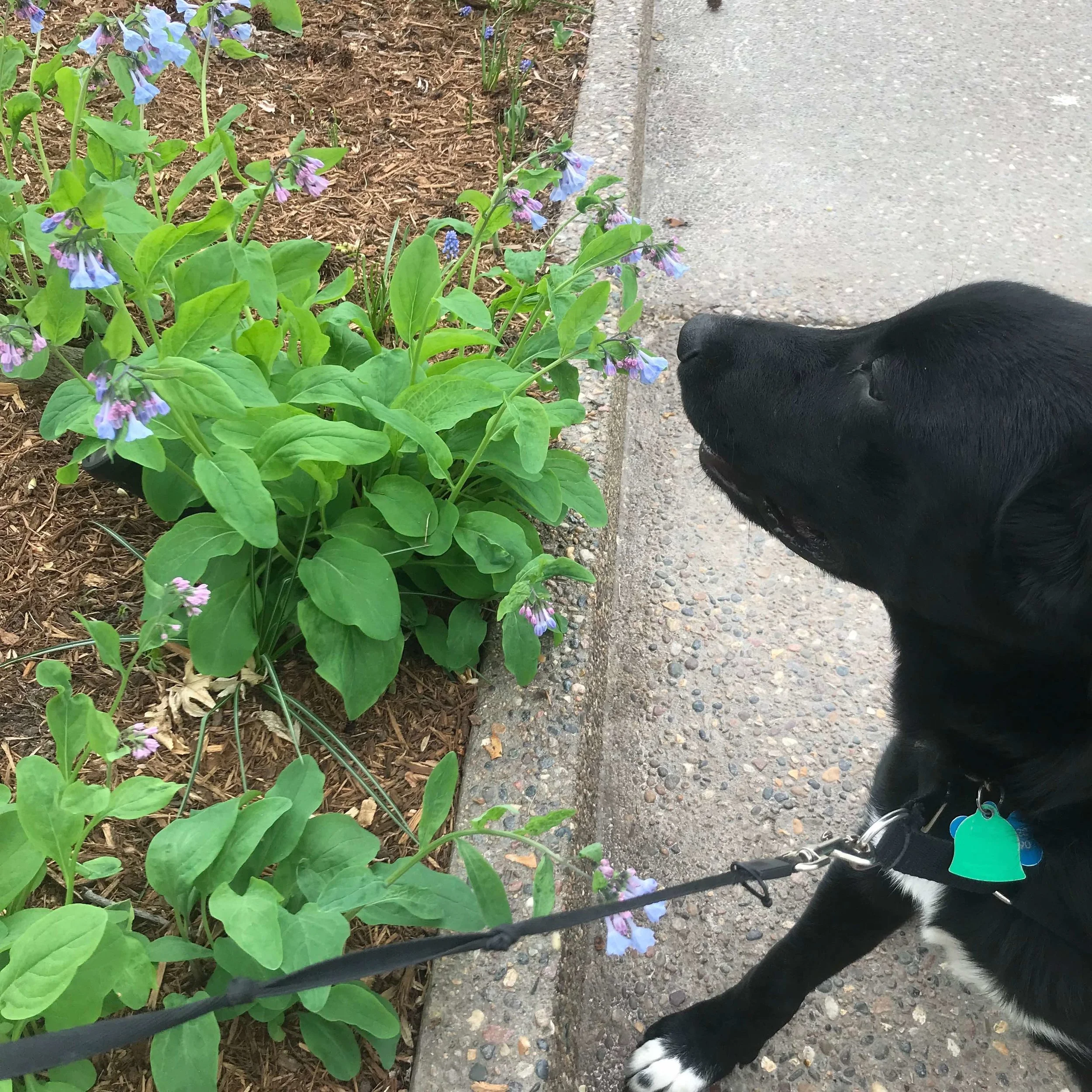 Humans may need to be reminded to stop and smell the flowers. Not this little guy.