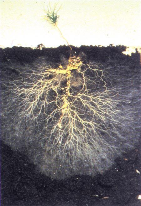 Mycorrhizal fungi. ( Source )