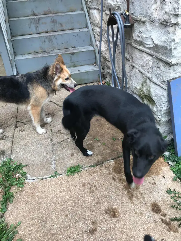 Canine Airbnb host Zozo greets a guest, ablur with hospitality.