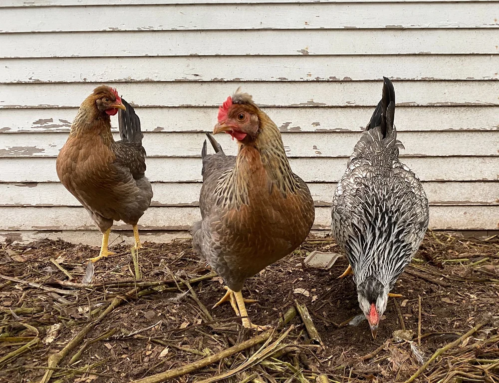 DoTheMath on Chicken Regulations