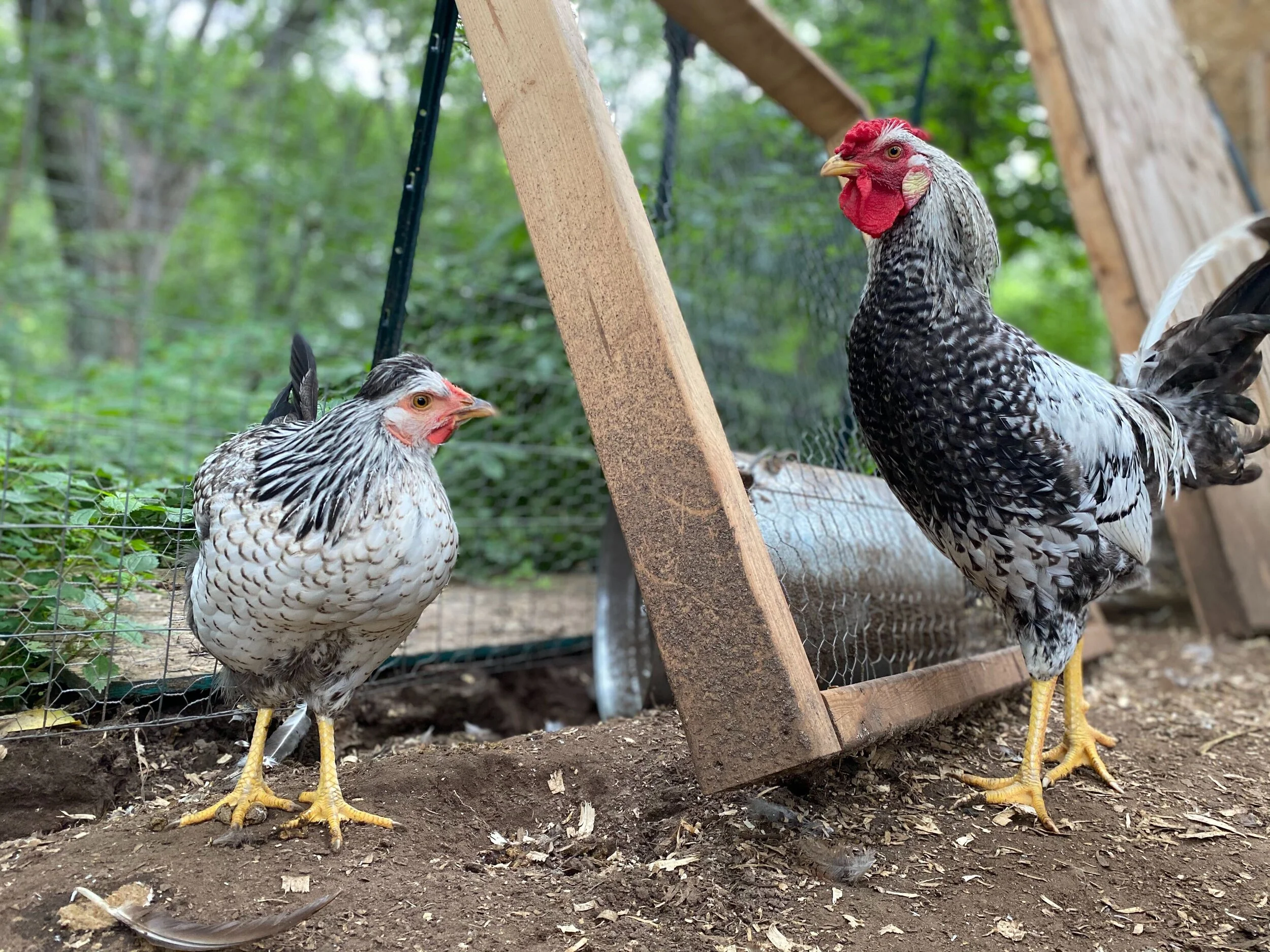 #DoTheMath on Chicken Regulations