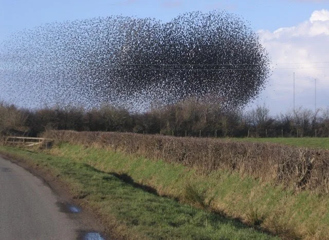 Unleash the Swarm