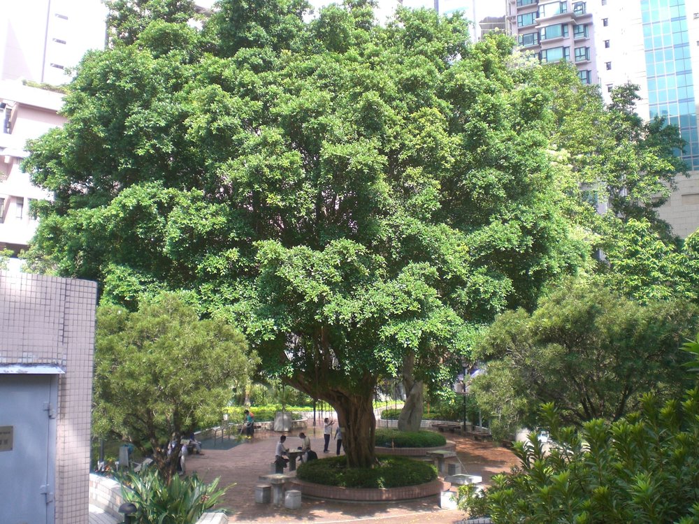  Hong Kong. (Source: Wikimedia Commons.) 