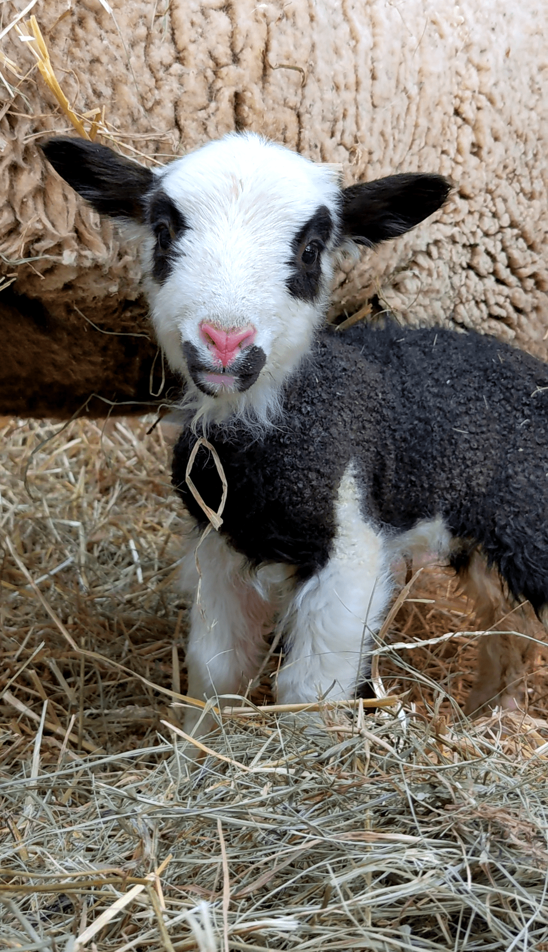 A new lamb at Seairra's farm