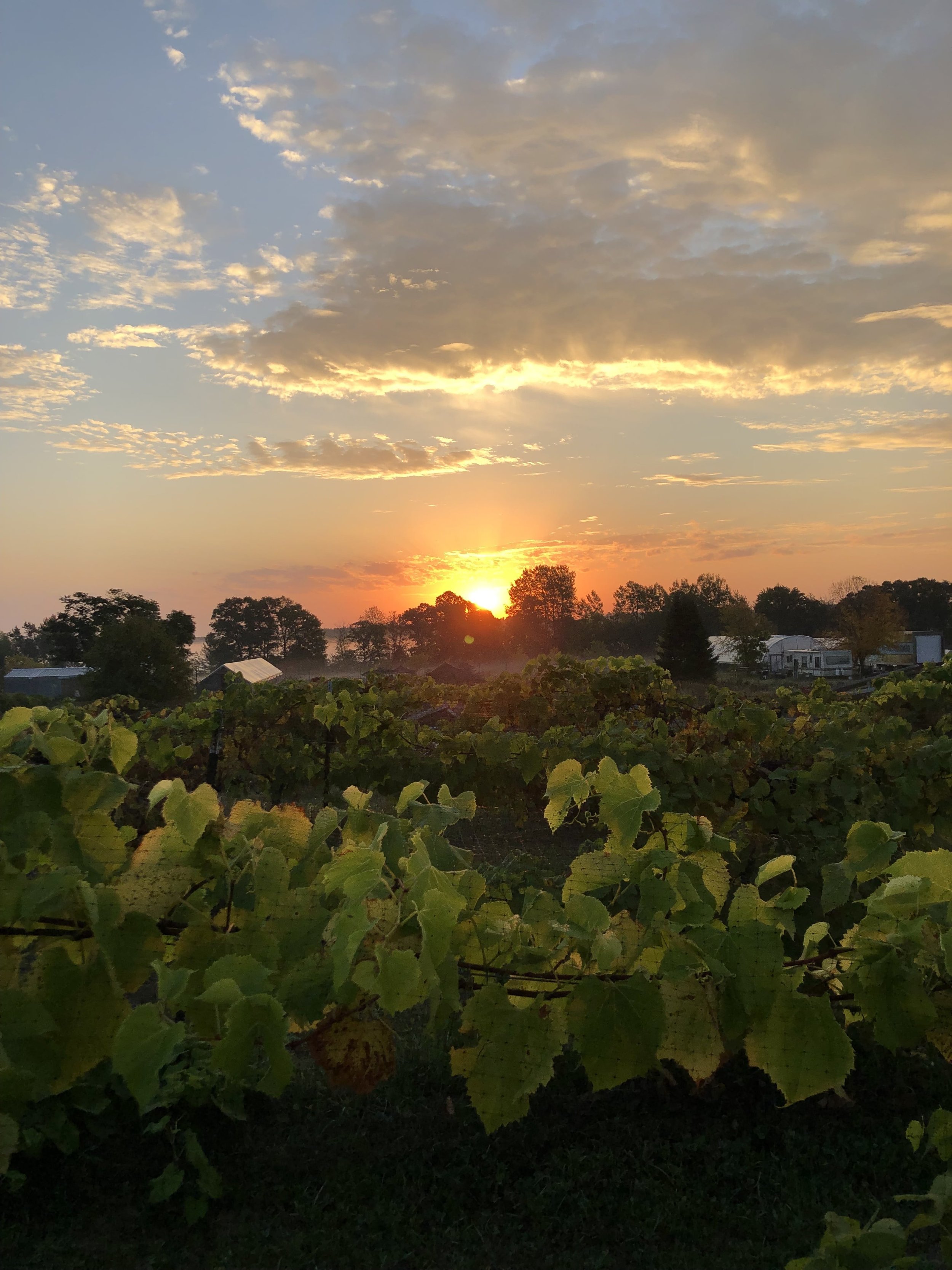 Sunrise over Christa's farm