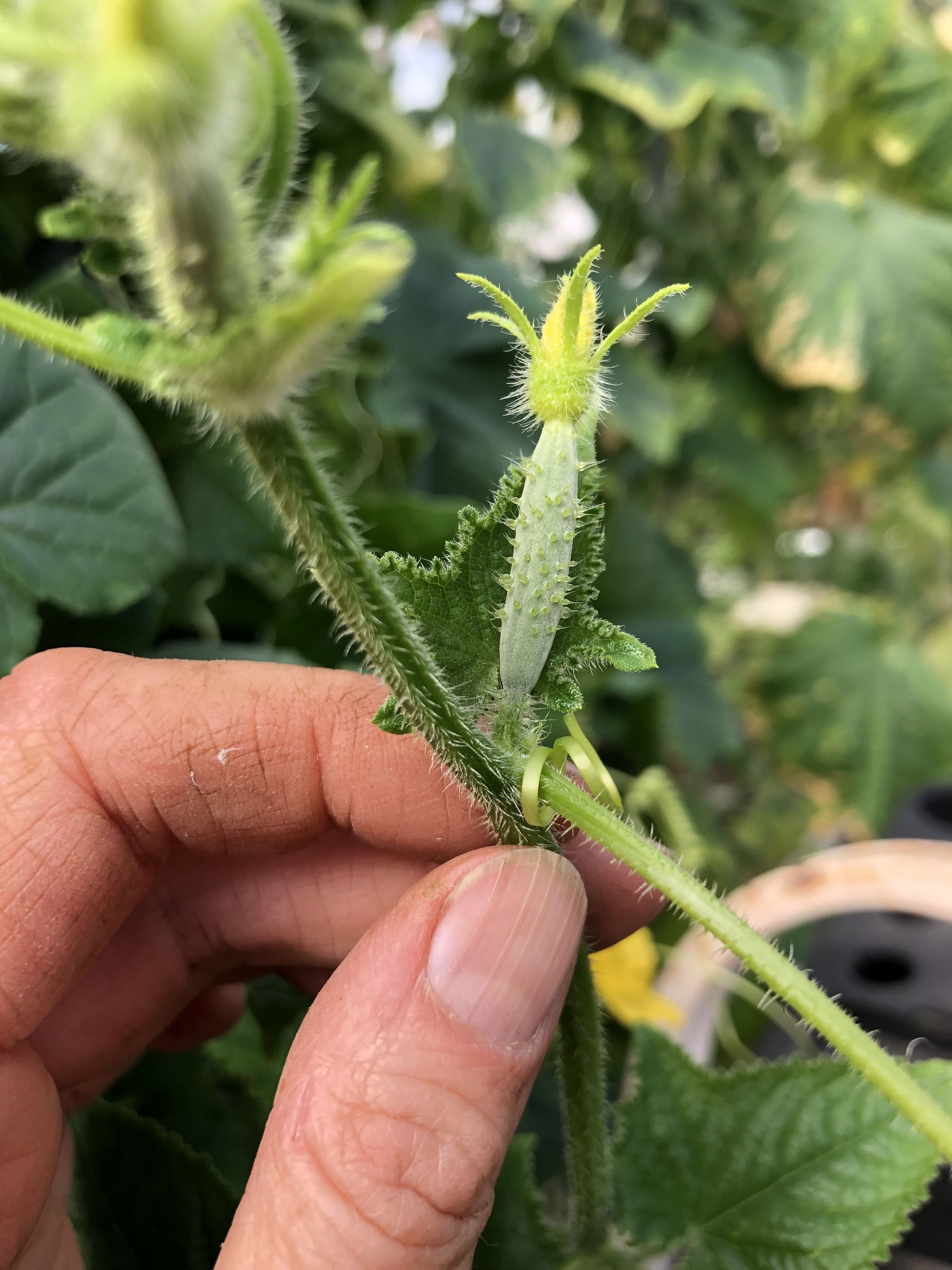 Cucumber buds at Christa's farm