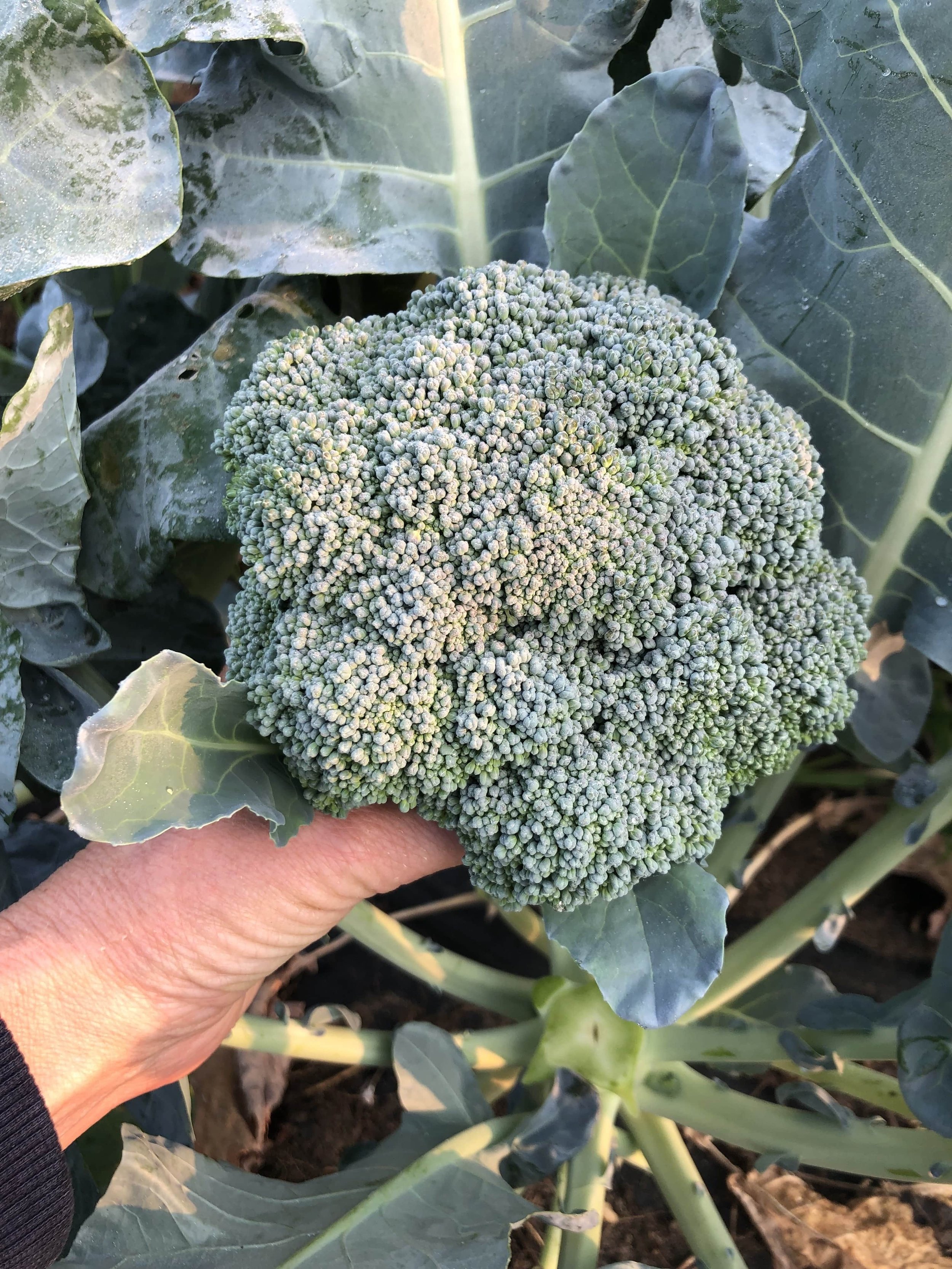 Fresh broccoli at Christa's farm