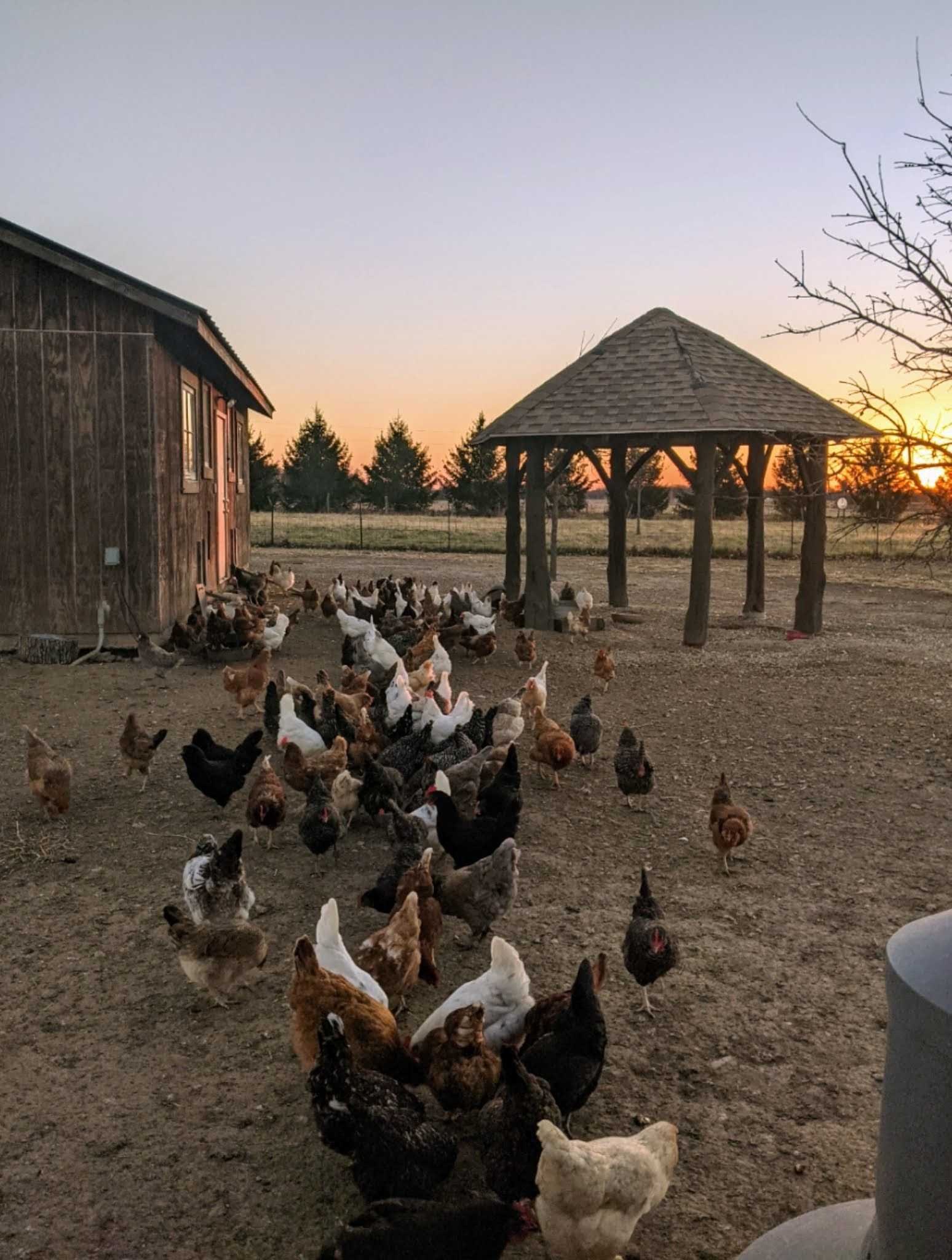 The chicken flock at Seairra's farm
