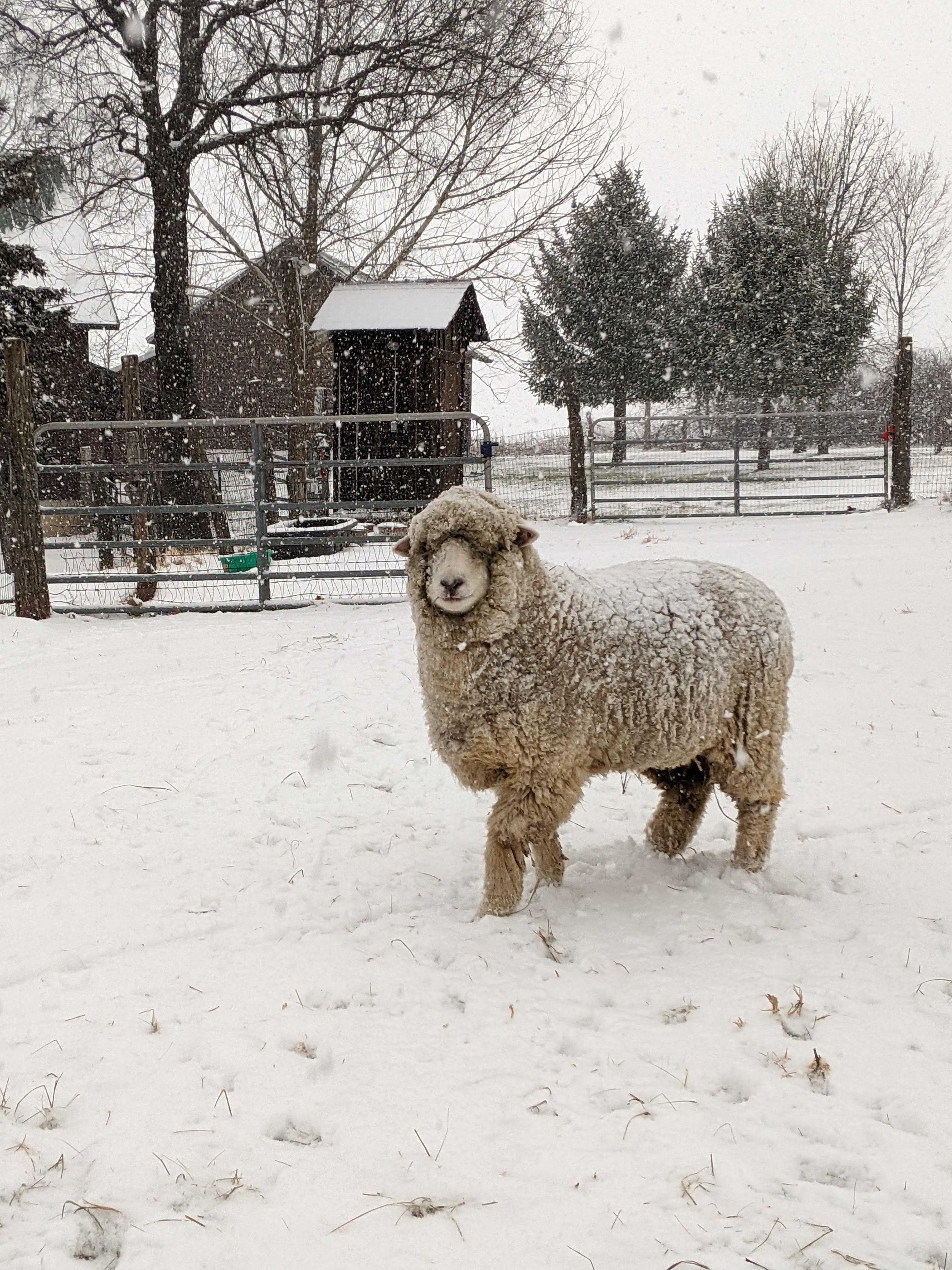 Sheep in the snow at Seairra's farm
