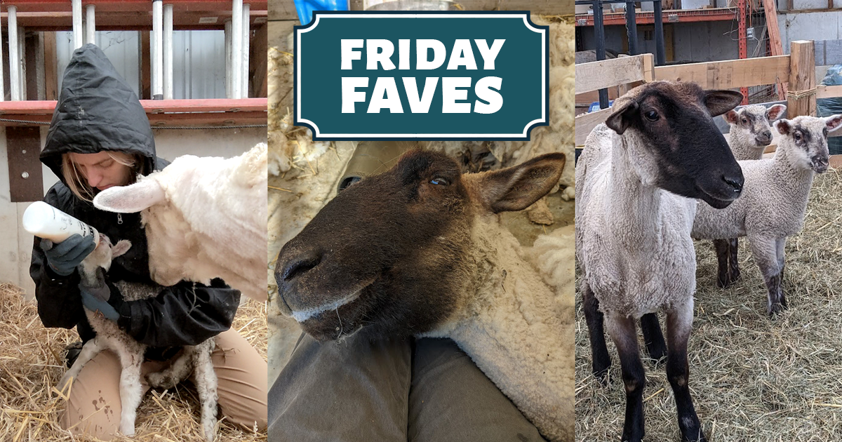 Friday Faves - Your Weekly Strong Towns Roundup