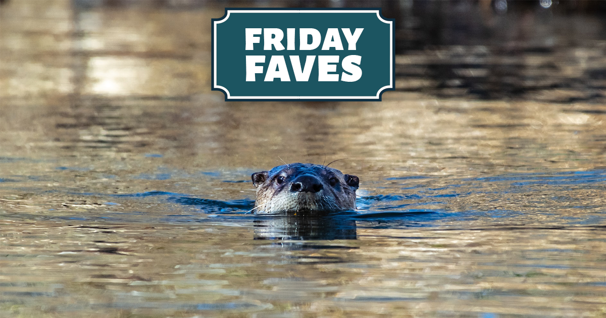 Friday Faves - Your Weekly Strong Towns Roundup