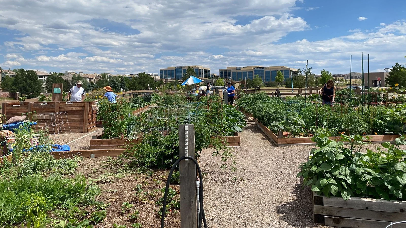 The Largest Independent Network of Community Gardens is Still Growing in Denver