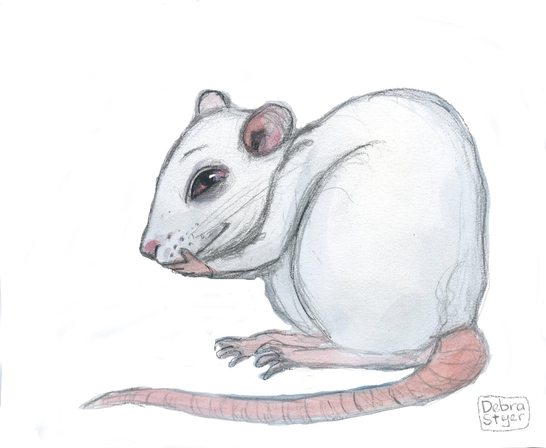 Icons_Albino_Rat_Final.jpg