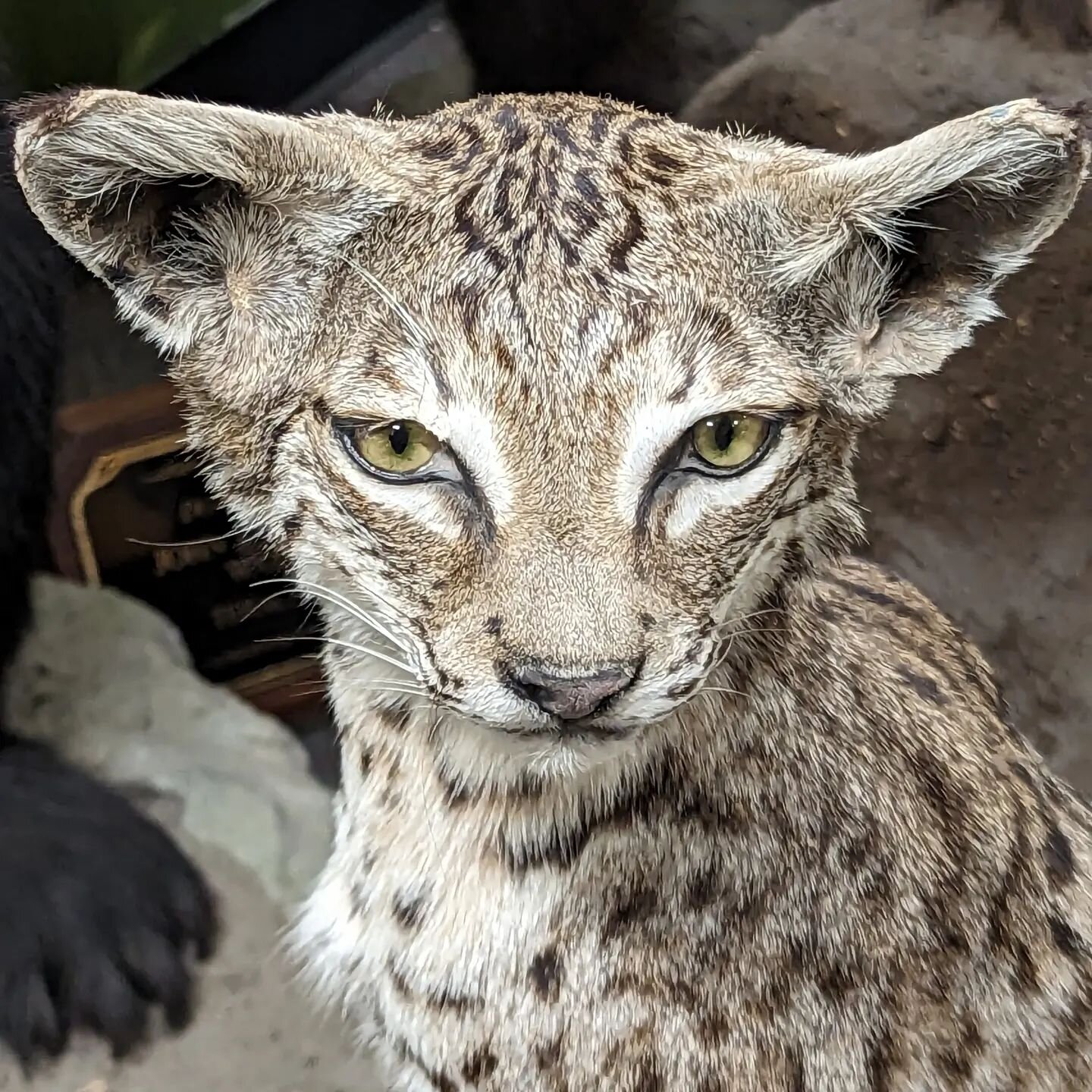 I walked around the natural history museum in Bakersfield today looking at all the dead things. This weird looking dude was my favorite...I mean come on look at this face. #Taxidermy #bobcat #gothgirl #bobcats