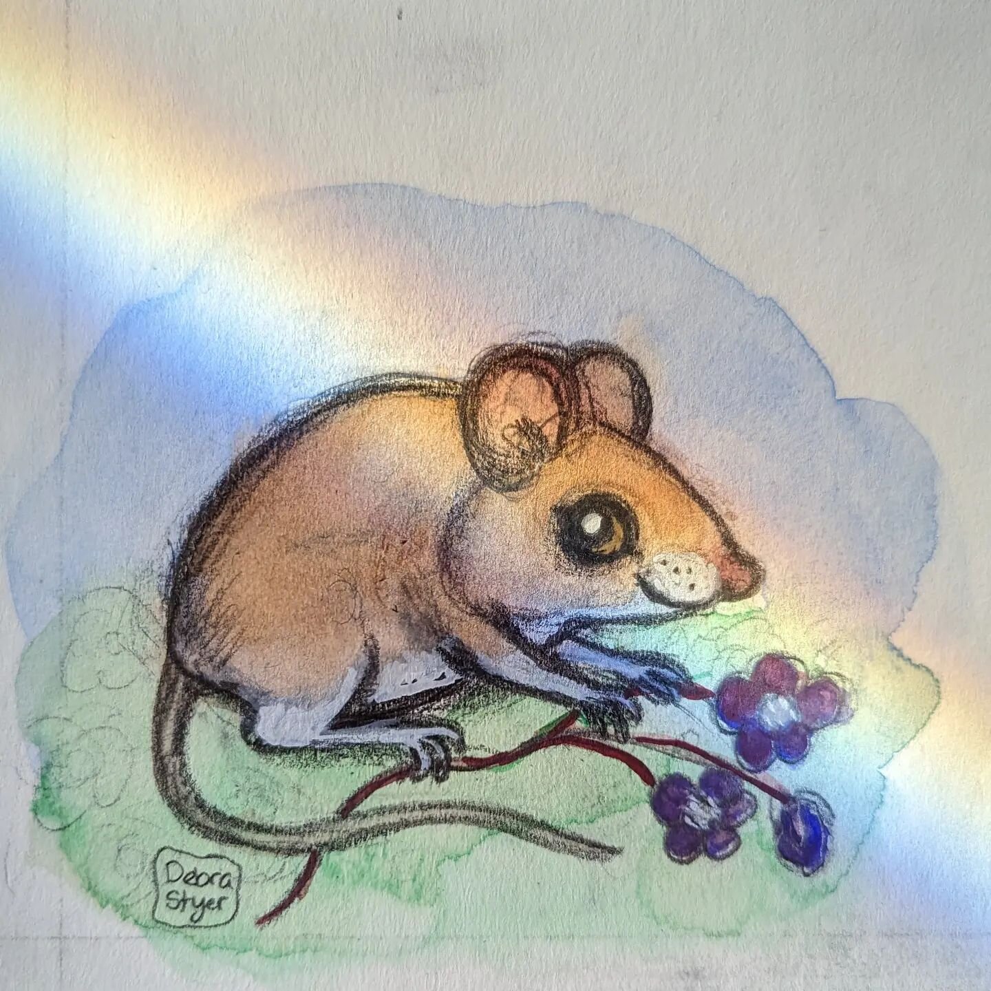 Today's warmup....a little mouse in a rainbow. #illustration #mouse #cutemouse #watercolor #animalillustration