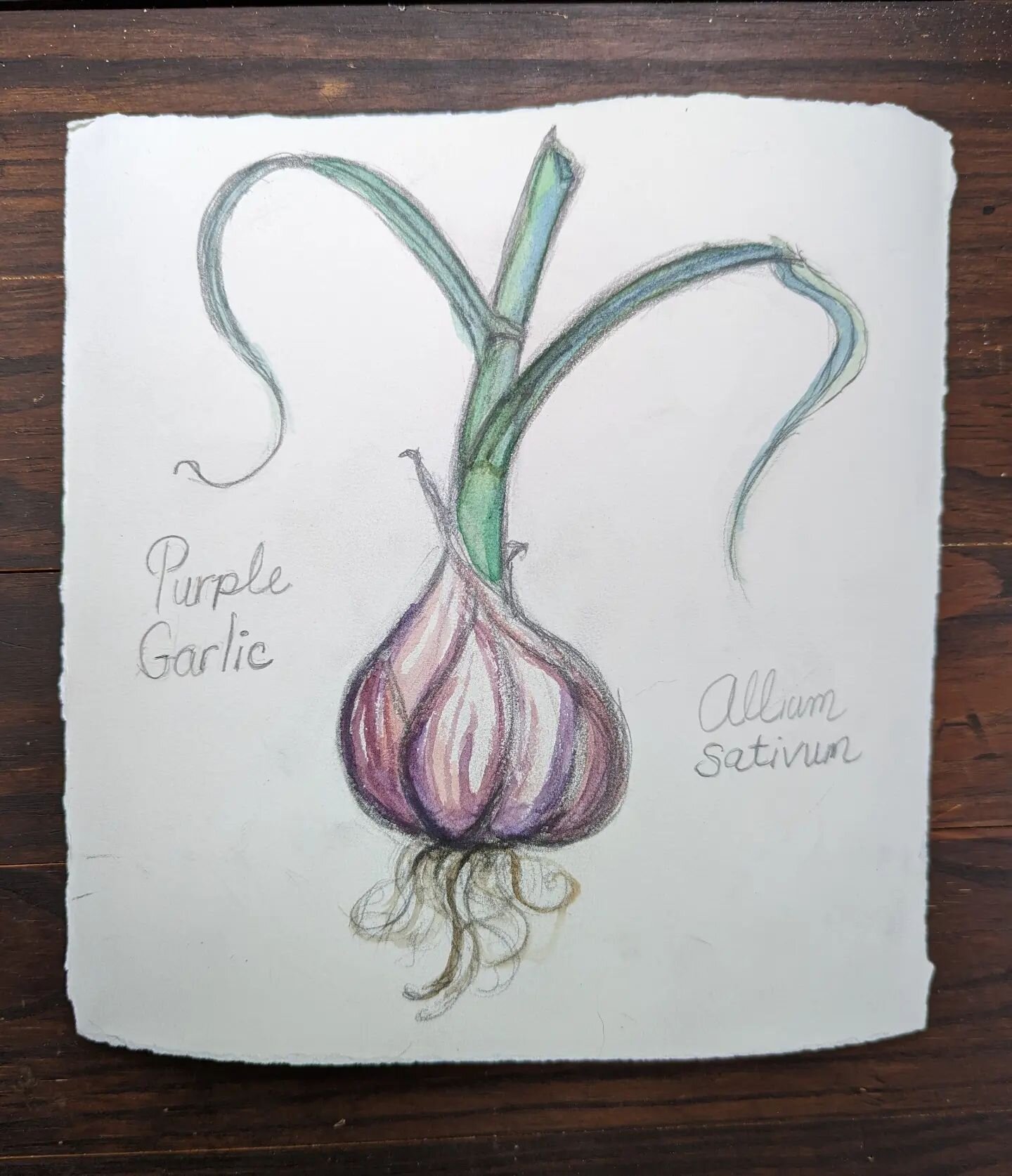 Listening to the rain and drawing one of the tastiest of things...Garlic! I have been totally inspired by nature studies lately and love how simple and complex they can be.More to come... #illustratorsofinstagram #illustration #naturestudy #watercolo