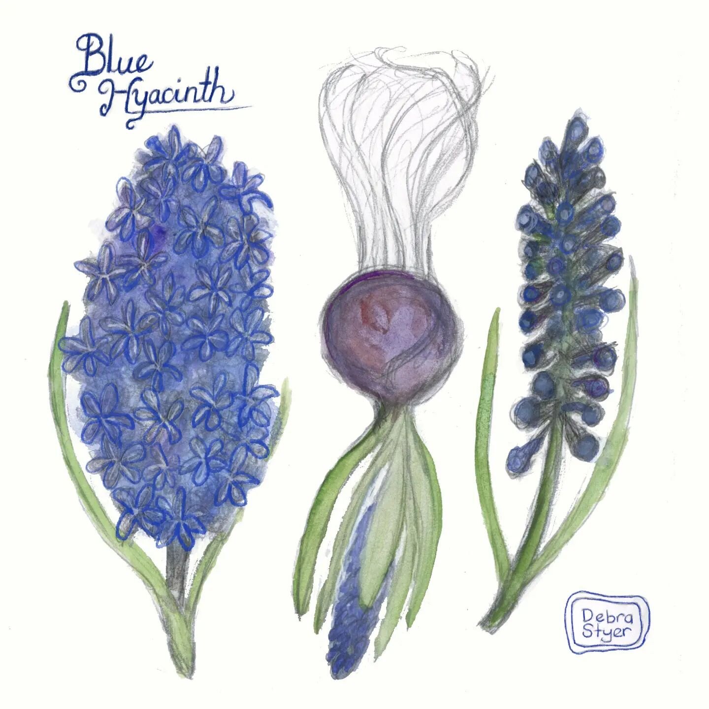 Happy Spring, Everyone! They skies have cleared for a bit and I had a lovely afternoon taking a little stroll in the sunshine and watching all the flowers blooming. Here is a nature study I just finished of a Hyacinth flower. I watched it grow to gre