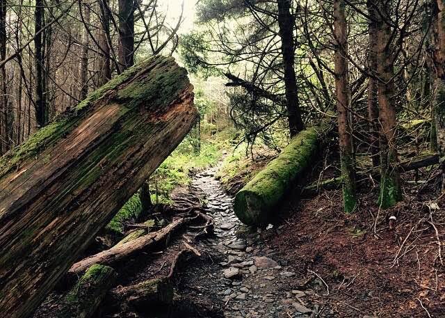 smokies6.jpg
