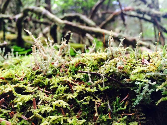 smokies9.jpg