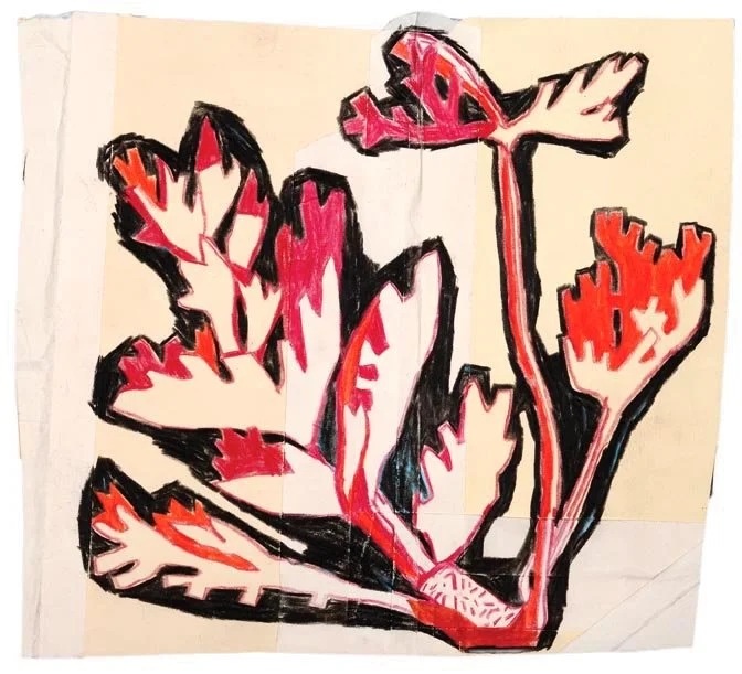 2009_OD_PCPP_Romasco Weeds_.jpg