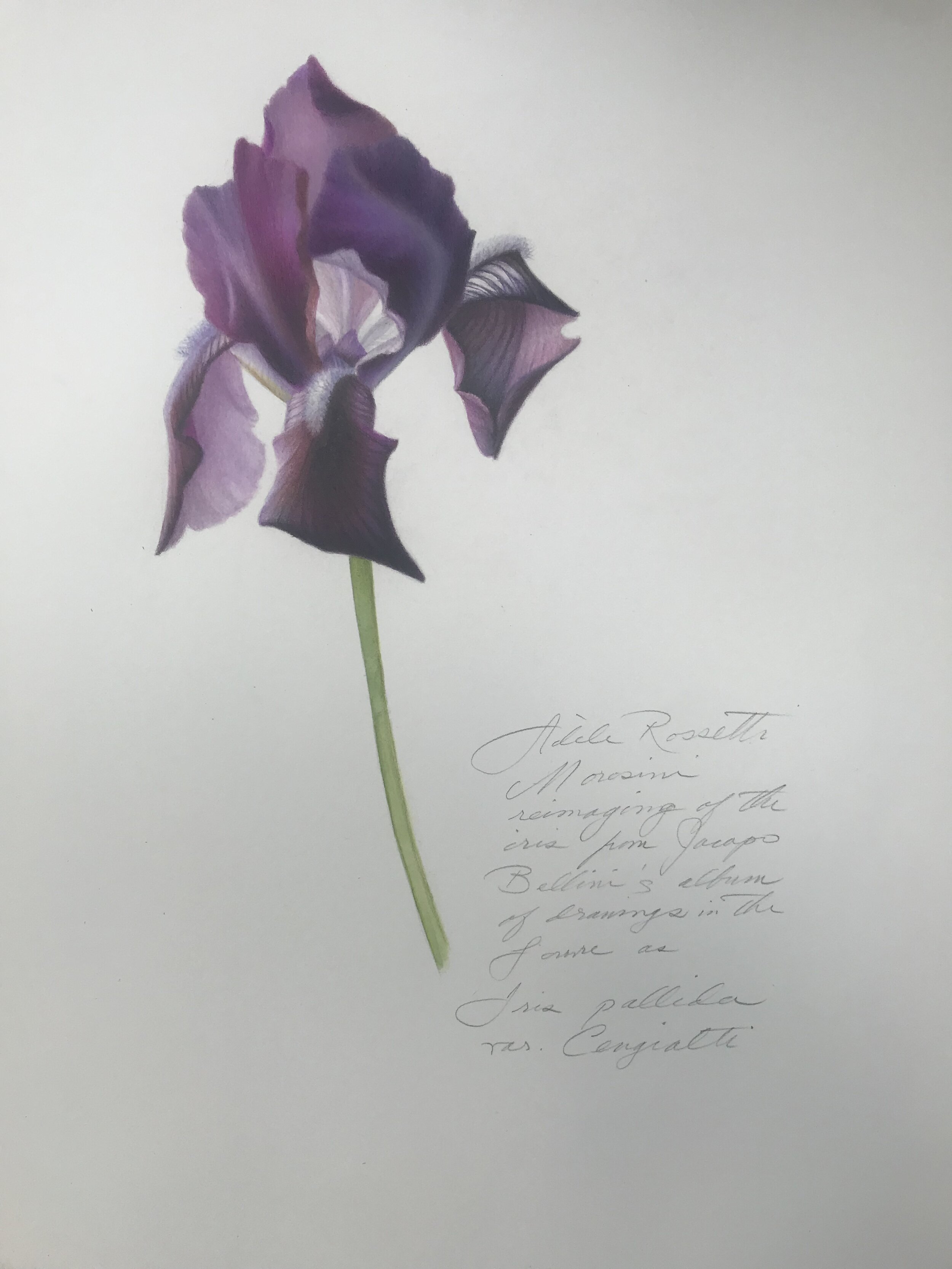 AdeleMorosini_Iris_12x16_MixedMediaOnPaper.jpg