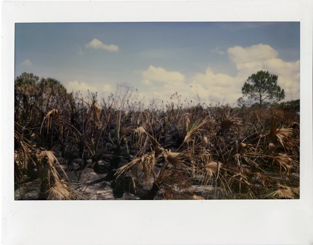 DuPuis Management Area, Instant Film, 2.36" x 3.9", 2015