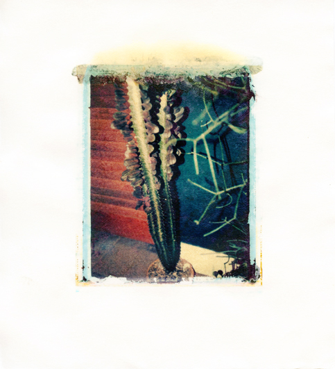   1700 Florida Ave, Hurricane Cactus ,&nbsp;Polaroid Transfer on hot press watercolor paper,&nbsp;6" x 6.75", 2011 