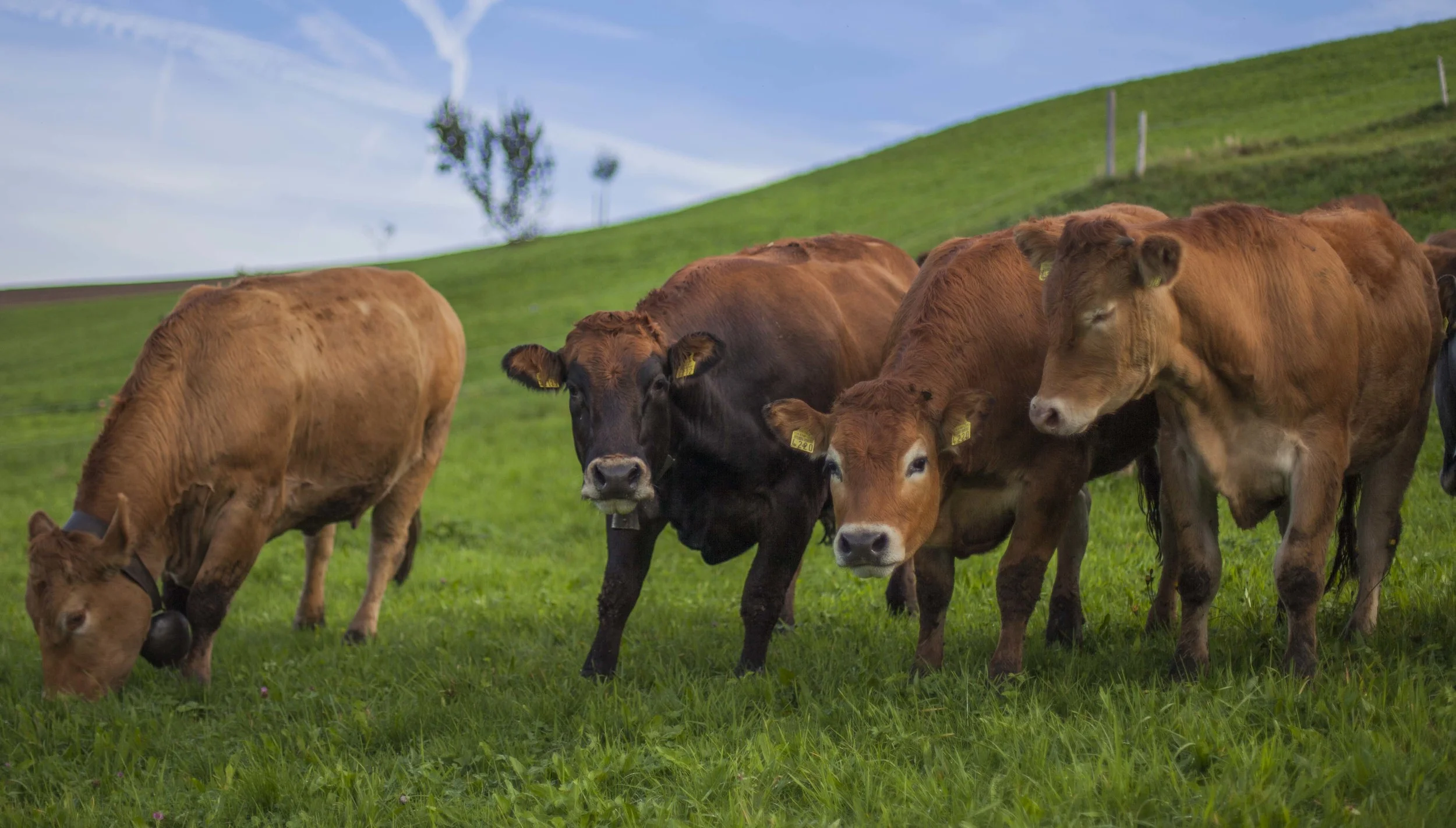 Cows on pasture.jpg