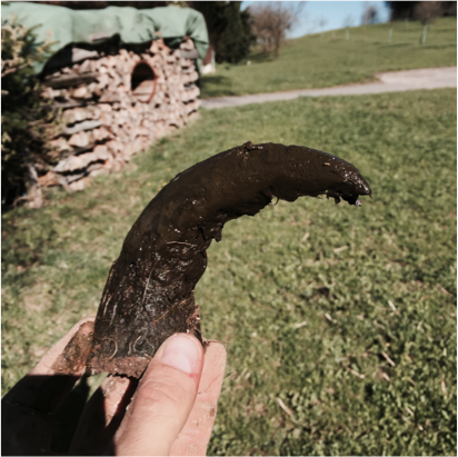 A horn-manure preparation that was dug in the soil for an entire winter