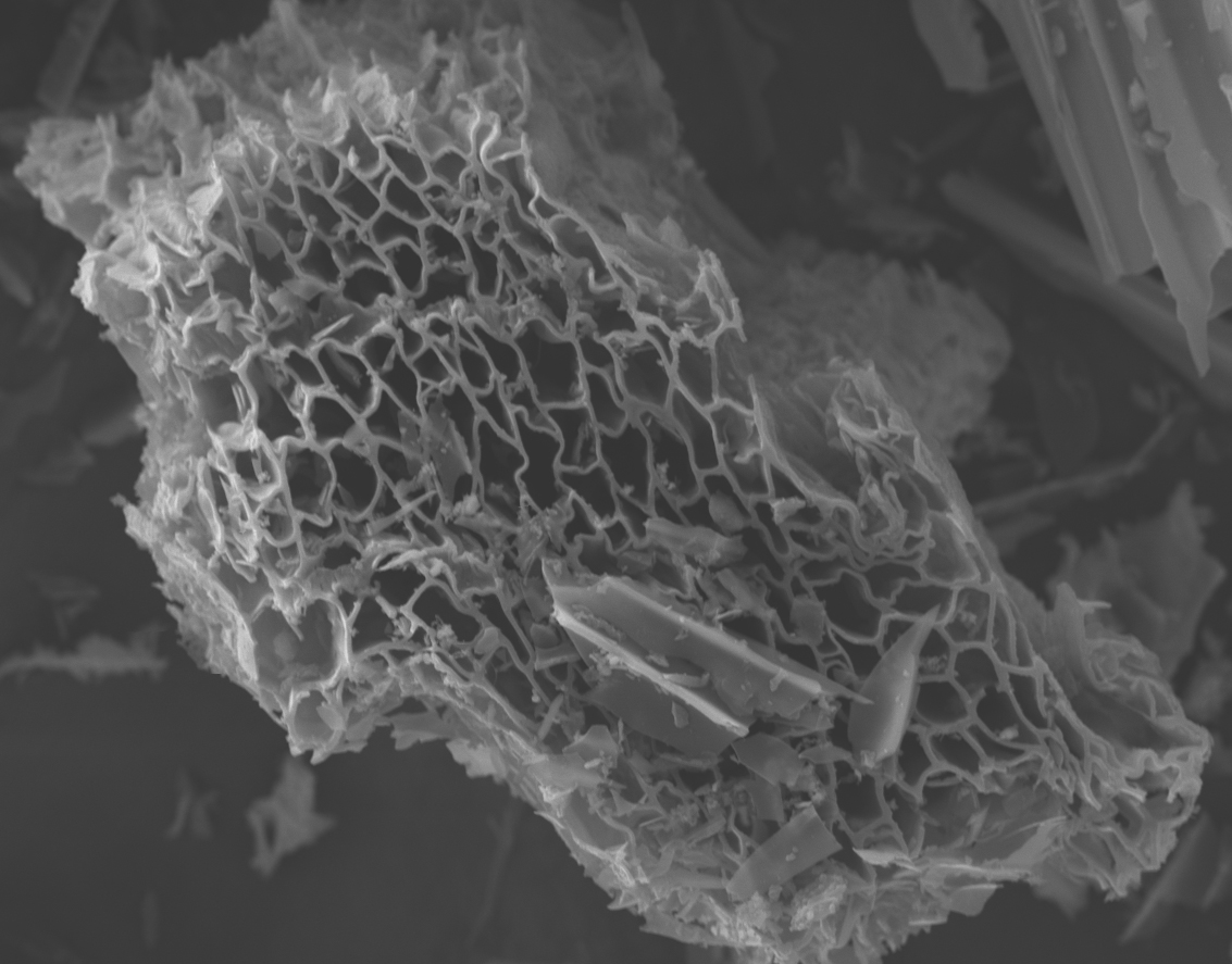 pore structure of biochar. picture source