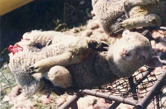 After mulesing