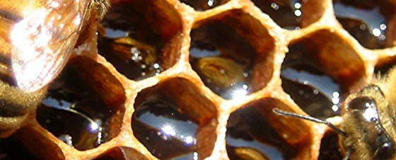 Honeycomb
