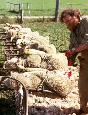 The process of mulesing